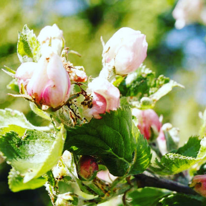 CLEANSER MAKE-UP REMOVER - Apple pluri-actives